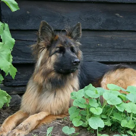 Alojamento de Turismo Rural Folwark Mazurskie Legendy - Azyl Dla Doroslych Kruklanki